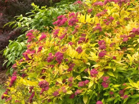 Spiraea japonica goldflame FLORI ROZ - imagine 1