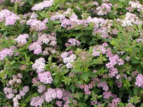 Spiraea japonica goldmound 25-50 cm ol - imagine 1