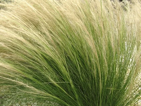 Stipa ponytails replantat - imagine 1