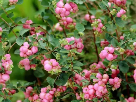 Symphoricarpos doorenbosii 'Magic Berry' - imagine 1