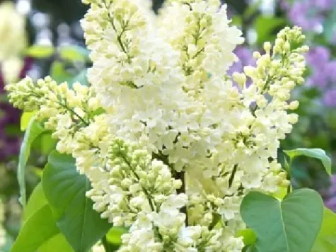 Syringa vulgaris primrose 50-70 p23 ol - imagine 1