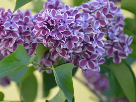 Syringa vulgaris sensations p23 ol - imagine 1