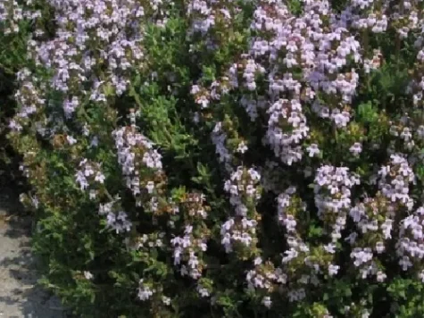 Thymus serpyllum landscape quality p9 ol - imagine 1