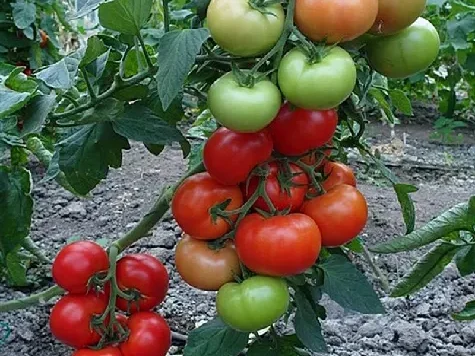 Tomate speciale prios ergon - imagine 1