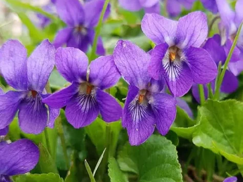 Toporași - Viola Odorata lp replantat - imagine 1