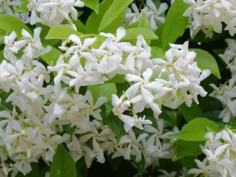 Trachelospermum jasminoides s-pot 70cm stem - imagine 1