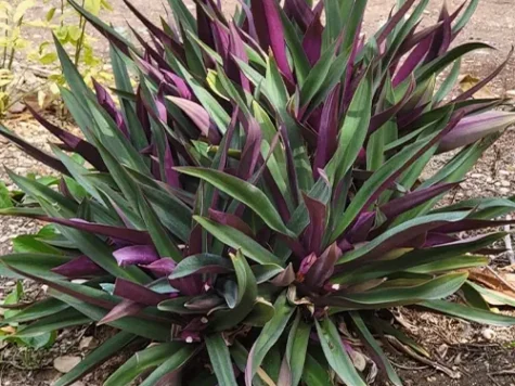 Tradescantia spathacea - dwarf rhodeo - imagine 1