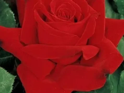 Trandafir Marcel Pagnol - imagine 1