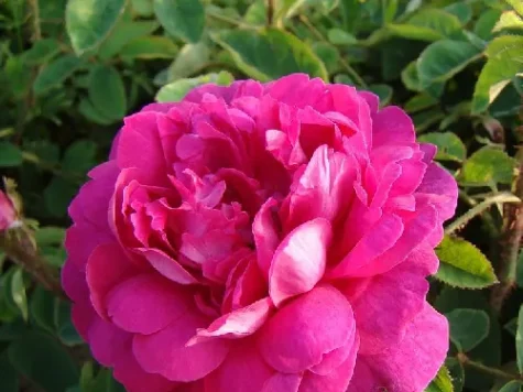 Trandafir balot, soi dulceață - imagine 1