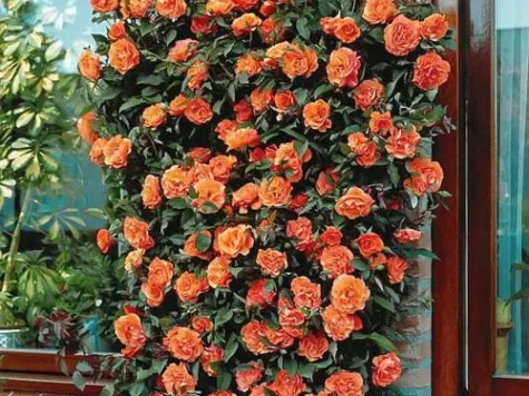 Trandafir balot, soi portocaliu urcător - imagine 1