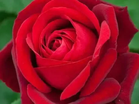 Trandafir balot, soi roșu - imagine 1