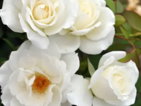 Trandafir copăcel rosa schneewittchen (alb) c10 ol - imagine 1