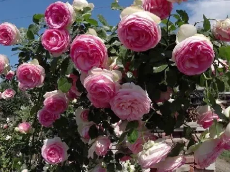 Trandafir eden rose replantat - imagine 1