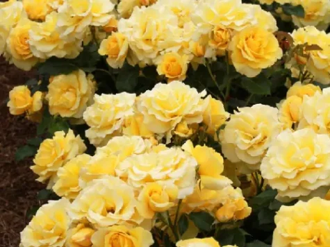 Trandafir gold bunny replantat - imagine 1