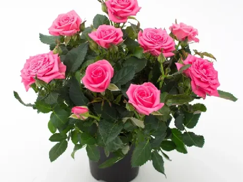 Trandafir - rosa p 21 - imagine 1