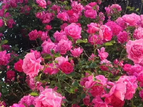 Trandafir rosa climbing garden beauties replantat - imagine 1