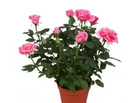 Trandafir rosa in cultivars diferent colours ol - replantat - imagine 1