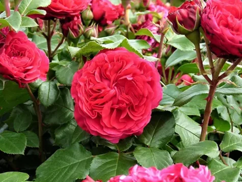 Trandafir - rosa leonardo da vinci (rosu) c10 ol - imagine 1