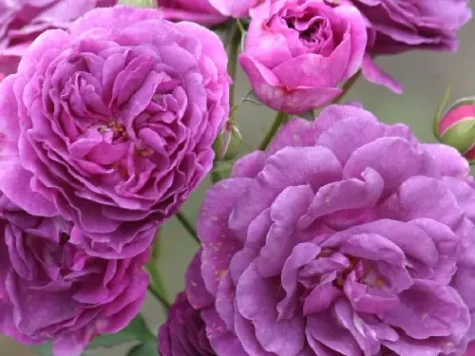 Trandafir - rosa minerva c10 ol - imagine 1