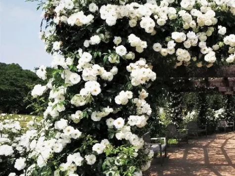 Trandafir - rosa mix climbers basic white - c2 - imagine 1