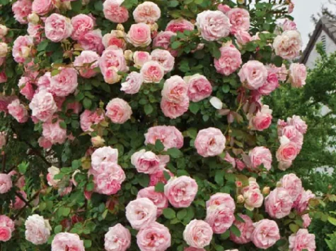 Trandafir urcător roz Elit - imagine 1