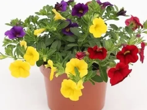 Trixi Calibrachoa p 25 GR - imagine 1