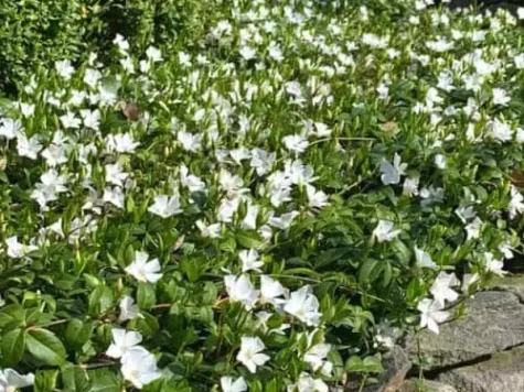 Vinca minor p9 ol - imagine 1