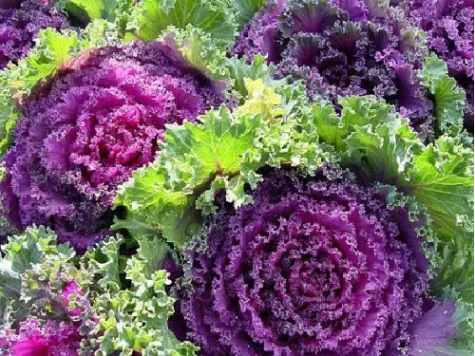 Varza ornamentala - brassica oleracea var. acephala mix p14 - imagine 1
