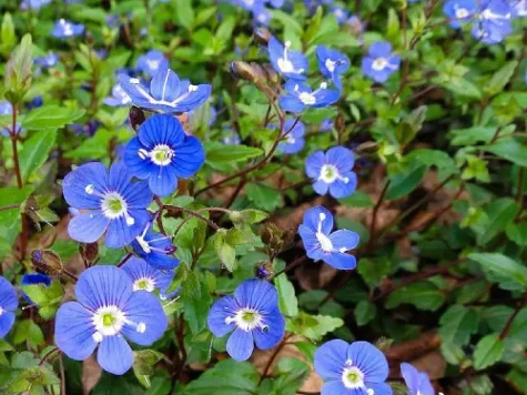 Veronica peduncularis georgia blue lp replantat - imagine 1