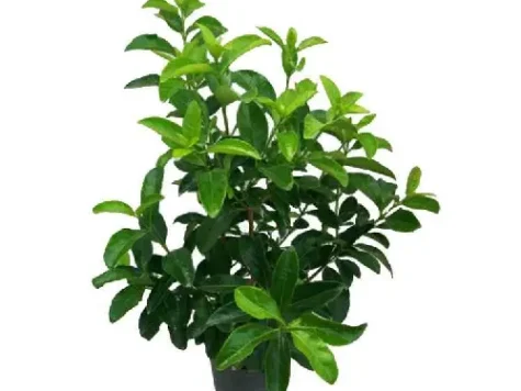 Viburnum lucidium p21 replantat gr - imagine 1