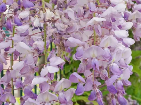 Wisteria florifera rosea s-pot replantat - imagine 1
