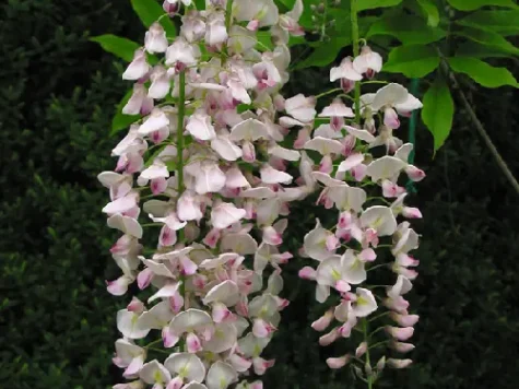 Wisteria sinensis s-pot 70 cm st ol - imagine 1