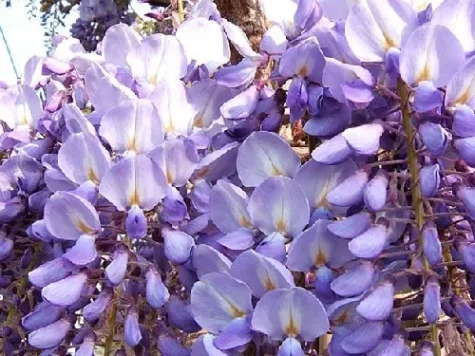 Wisteria sinensis prolific s-pot replantat - imagine 1