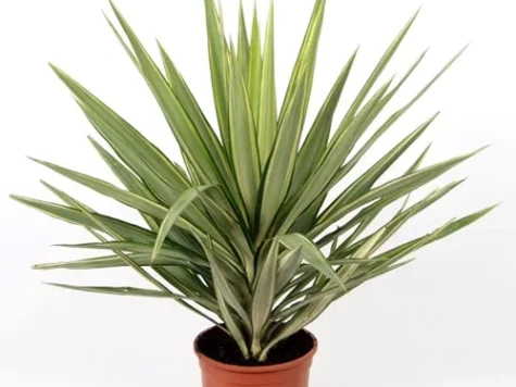 Yucca 20 cm gr - imagine 1