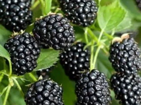 Zmeur - rubus fruticosus himalaya - p 9 - imagine 1