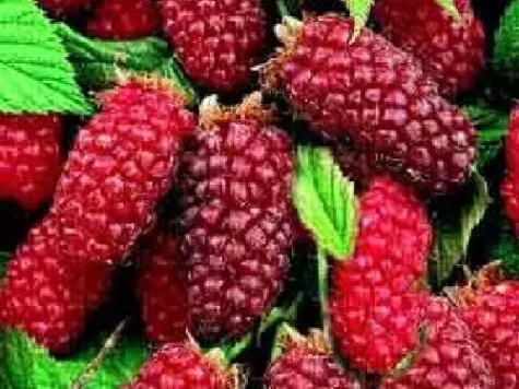 Zmeur - rubus tayberry - p 17 - imagine 1