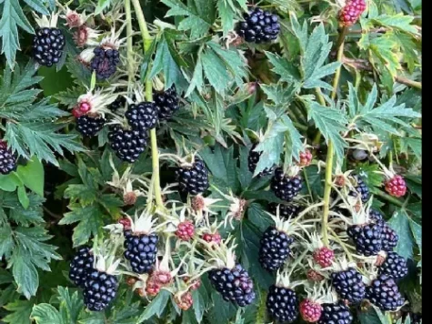 Zmeur - rubus thornless evergreen - ghiveci 12 l - imagine 1