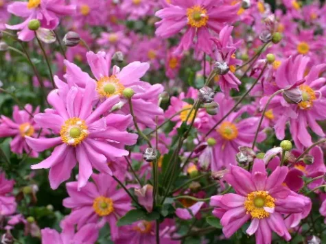 anemone "Prinz Heinrich"