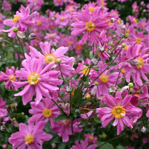 anemone "Prinz Heinrich"