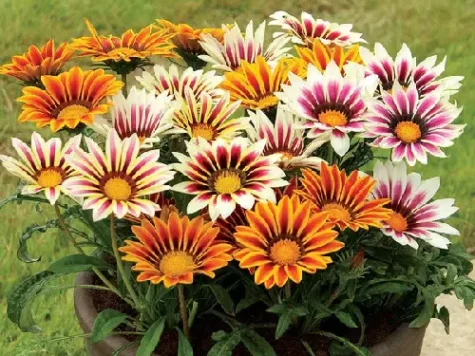 Gazania gr p 17 - imagine 1