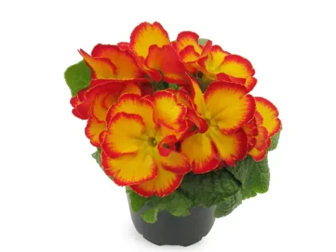 Primula P 10.5 - imagine 1