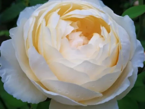 Rose uetersener klosterrose (r) clt 5 175/200 - imagine 1
