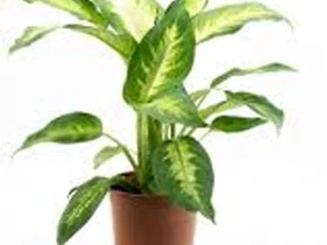 Dieffenbachia ghiveci mic - imagine 1