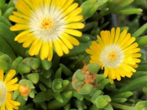 Delosperma floarea de cristal p12 gr - imagine 1