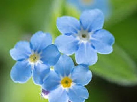 Myosotis nu ma uita p 10.5 - imagine 1