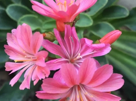 Lewisia cotyledon planta perena p 19 gr - imagine 1