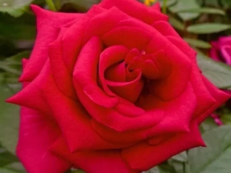 Rose red flame (r) clt 35 arco doppio - imagine 1