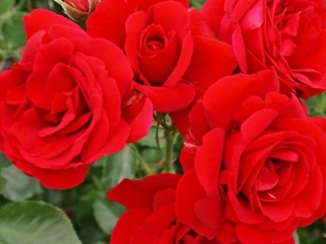 Rose sympathie clt 5 175/200 - imagine 1