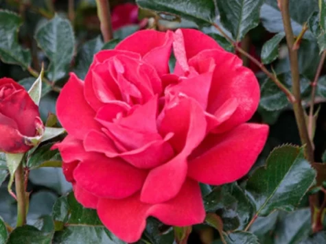 Rose brevettate pio rosso clt 6 1/4 fusto - imagine 1