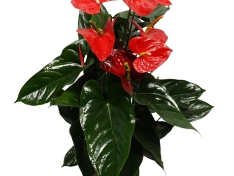 Anthurium in ghiveci - imagine 1